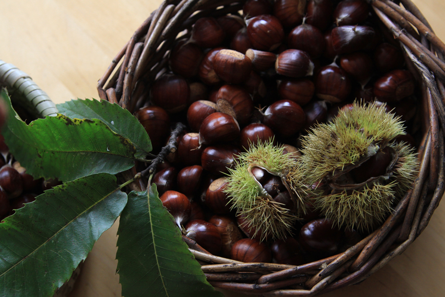 Healing Weeds Sweet chestnuts x Horse chestnuts