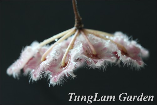 cẩm cù, hoa cẩm cù, hoya caudata, cẩm cù lông, hoa treo, hoa treo ban công, hoa leo cẩm cù, hoa cẩm cù, hoya caudata, cẩm cù lông, hoa treo, hoa treo ban công, hoa leo