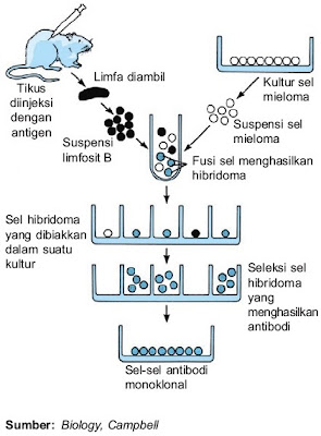 Proses pembuatan antibodi monoklonal rekayasa genetika