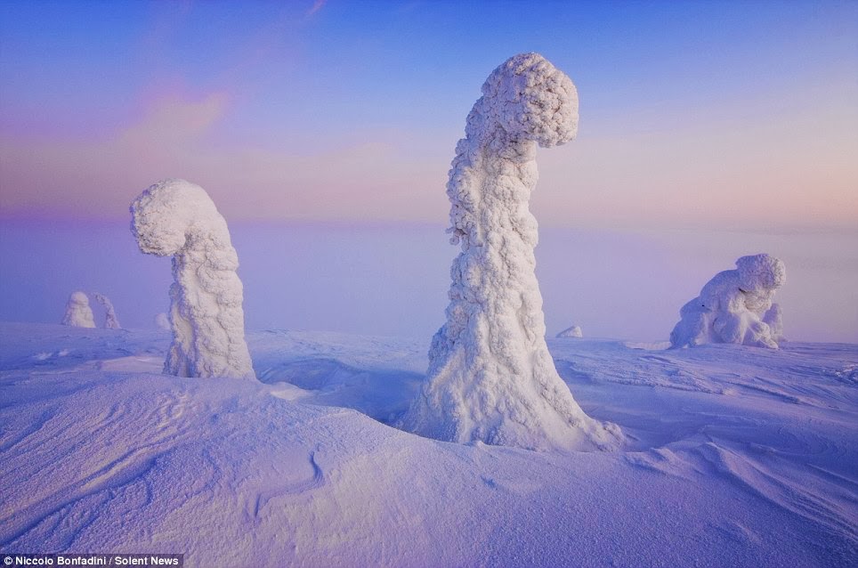 Amazing Frozen Trees in The Arctic Look Like An Alien World