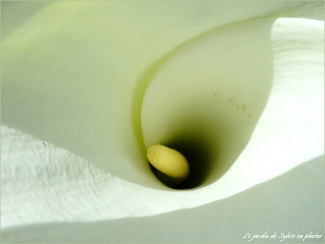 arum blanc