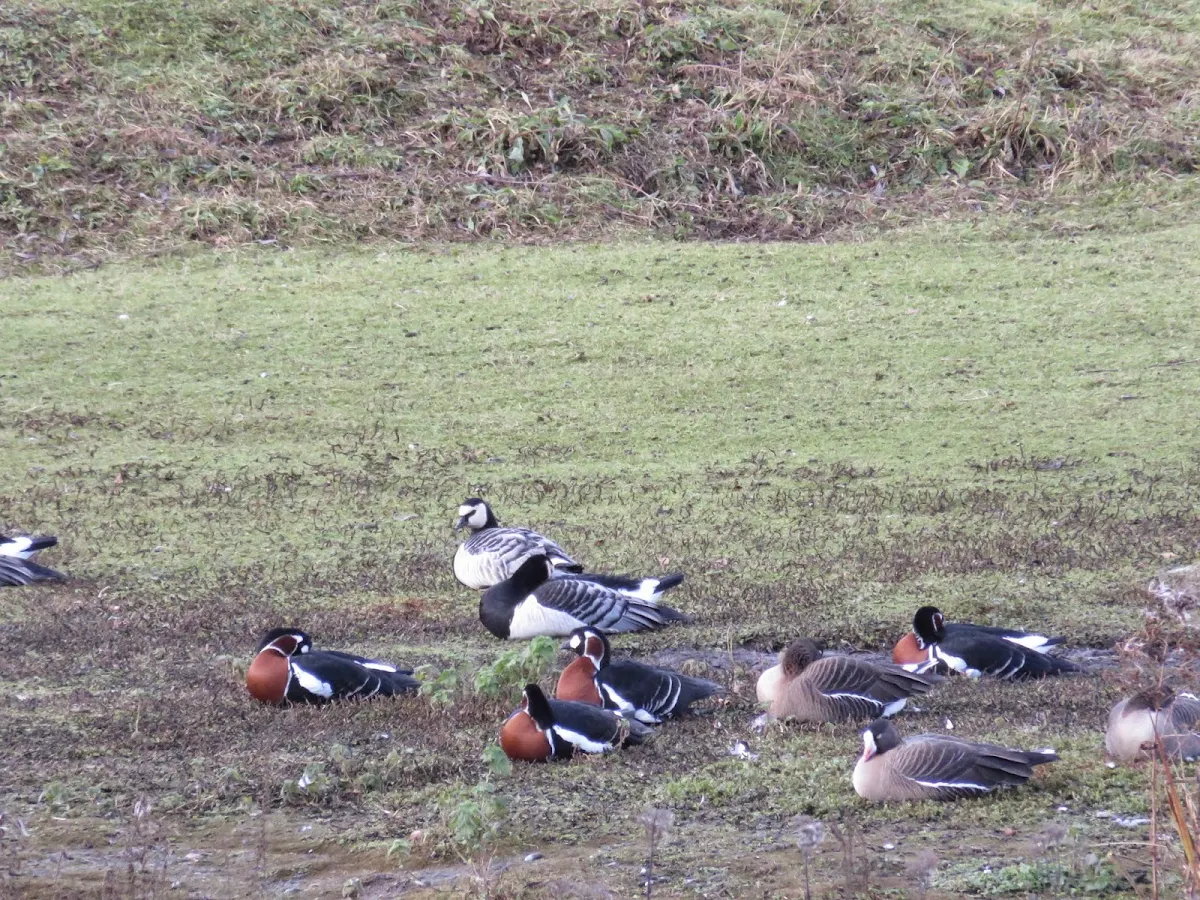 WWT London Wetlands of the World: Red-breasted and Barnacle Geese