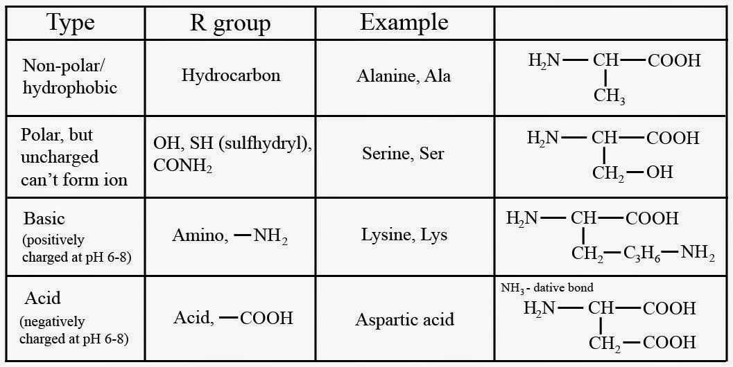 IB Chemistry (HL) B2 Proteins