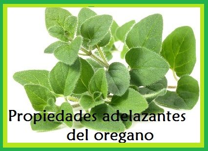 Como tomar el oregano para bajar de peso Como tomar el oregano para bajar de peso