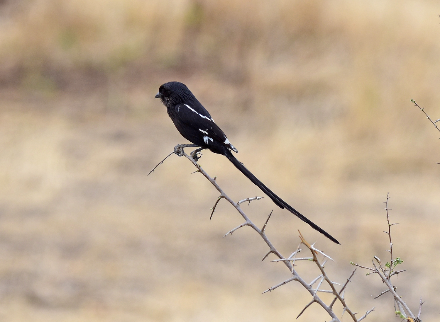 Птичка черно белый хвост. Orlauf Shrike. Сорока птица. Черная птица с длинным хвостом. Сорока с длинным хвостом.