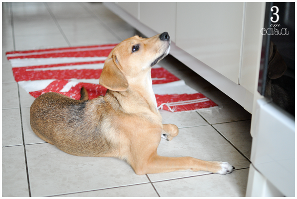 receita de comida caseira para cachorro
