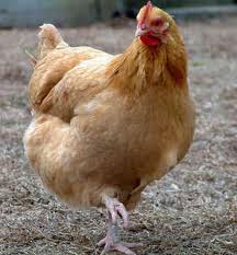 People That Look Like Chickens