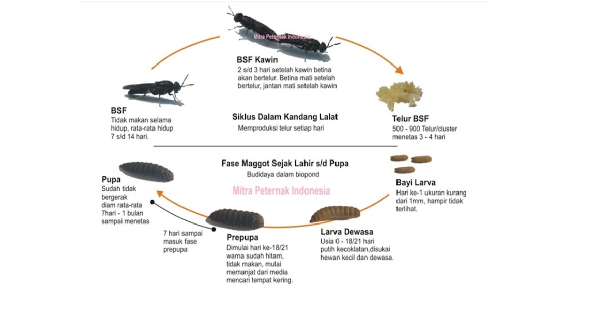 Siklus Hidup Black Soldier Fly (BSF)