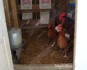 Maple Grove: Keeping Chickens in the Winter