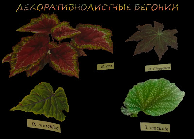 декоративнолистные бегонии