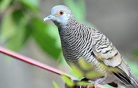 Http Suratlayangaishah Blogspot Com Suara Merdu Burung Perkutut