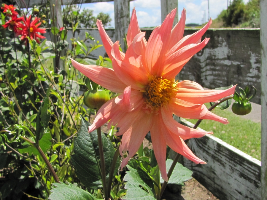 photographing New Zealand peachy dahlia