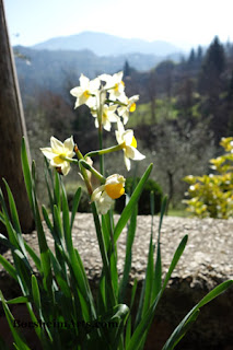 Narcissus or Paperwhites Flowers for February in Tuscany Italy Narcissus or Paperwhites Flowers for February in Tuscany Italy