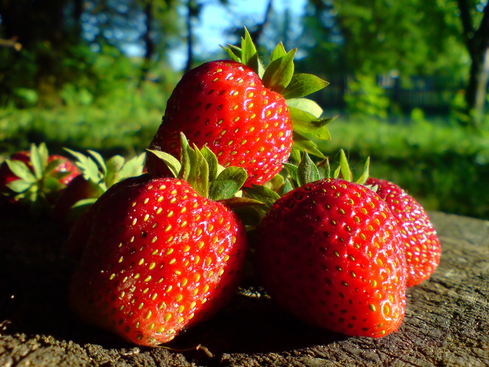 Strawberry ciwidey : Agustus 2015