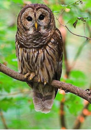 Animals World: Owl