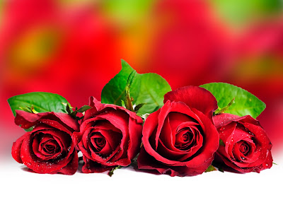 Rosas rojas para el 14 de febrero