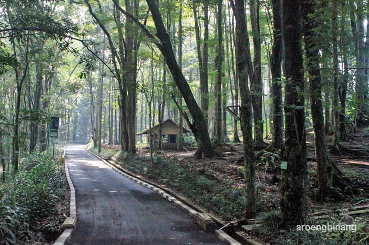 taman hutan raya ir. h. juanda bandung