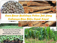 Begini 5 Cara Benar Budidaya Pohon Jati, Yang Kabarnya Bisa Bikin Cepat Kaya!