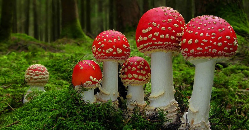 Pras Academy SMP Klasifikasi Makhluk Hidup Mempelajari Dunia Fungi