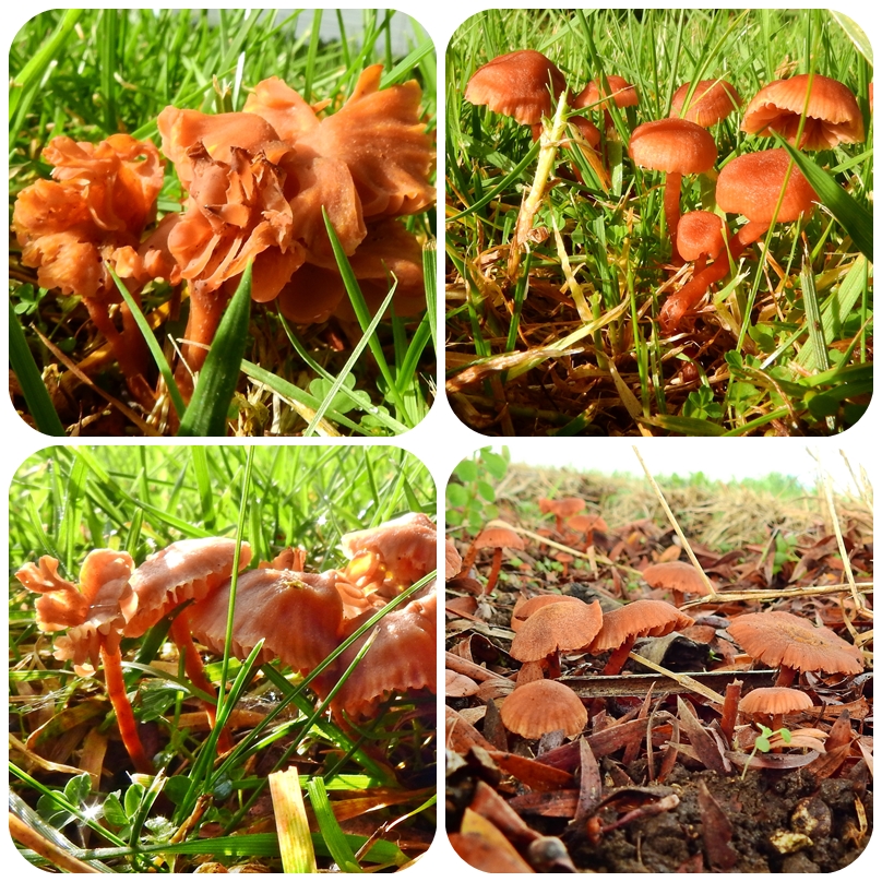 photographing New Zealand frilly fungus