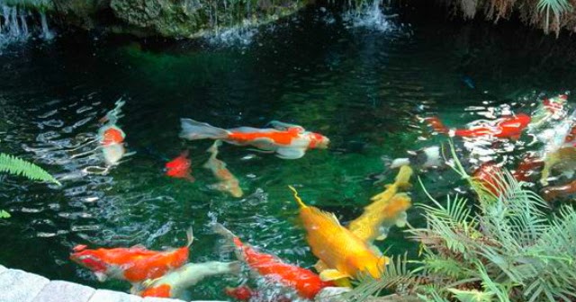 5 Cara Menjernihkan Air Kolam Ikan Koi Tips Ikan 5 Cara Menjernihkan Air Kolam Ikan Koi Tips Ikan