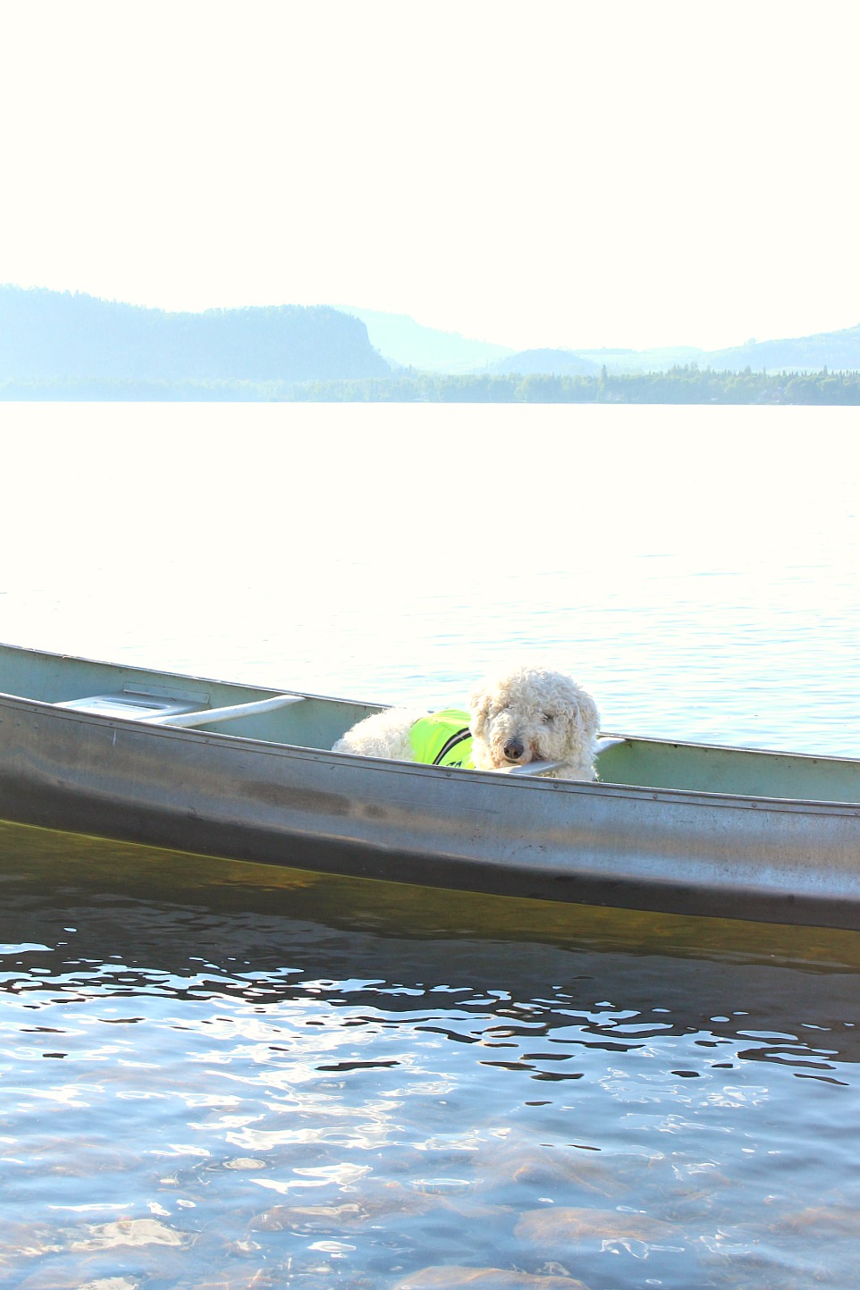 Dog in a Canoe