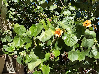Hibiscus tiliaceus, Majagua Hibiscus tiliaceus, Majagua
