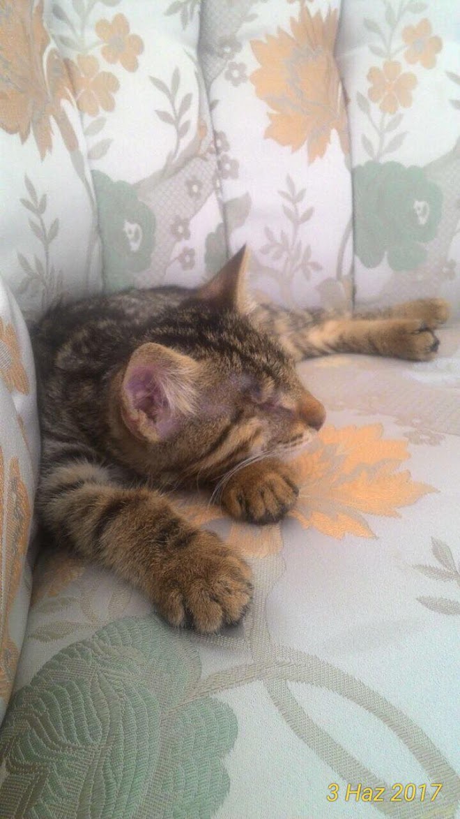 Gözleri Olmayan Kedi Bakımı 1