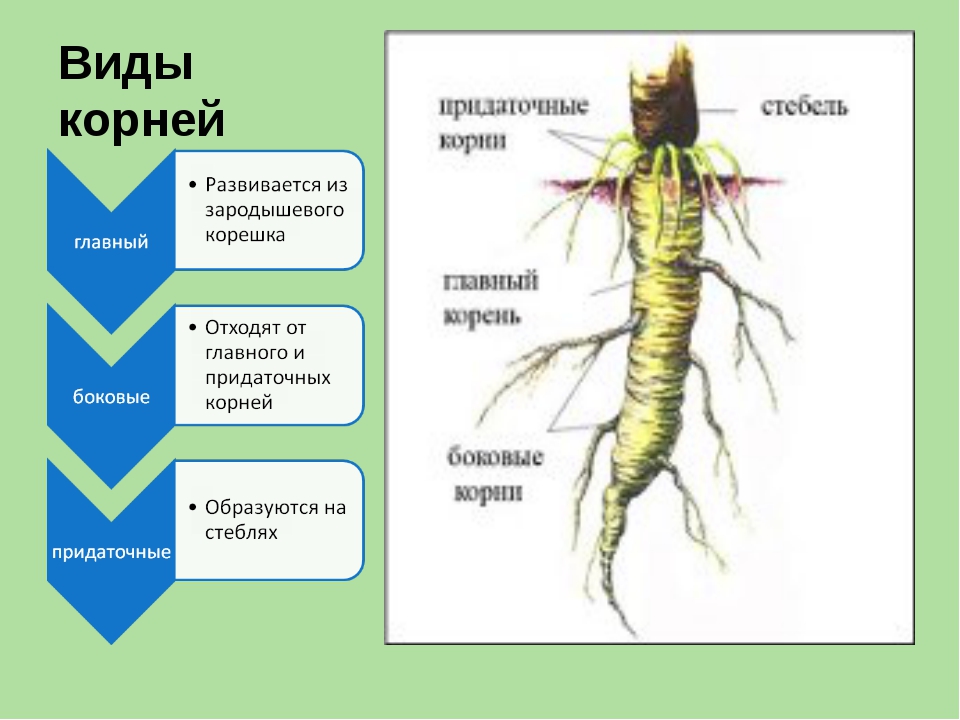 Что относится к видоизмененным корням биология 6. Видоизменение придаточного корня. Основной и боковой корень растения. Разновидности корневища.