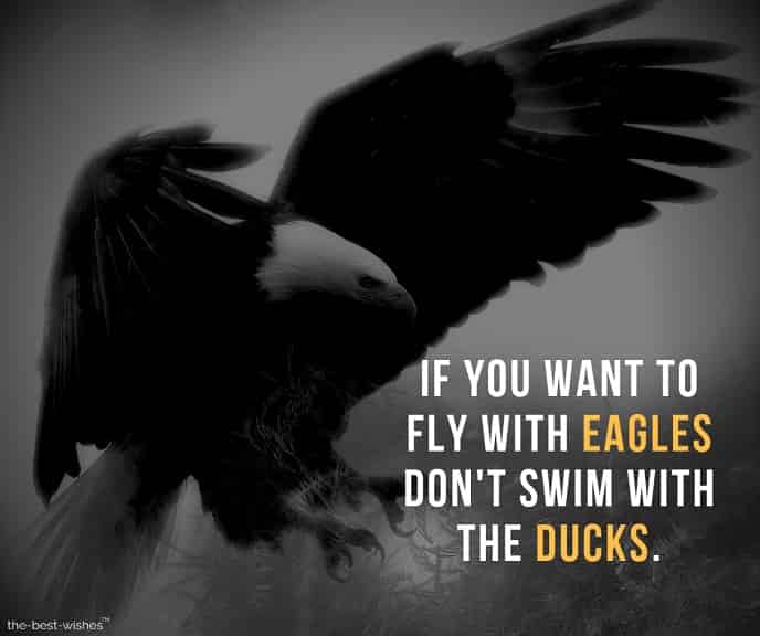 if-you-want-to-fly-with-eagles-dont-swim-with-the-ducks Motivational Quote Image on Keeping a Good company.