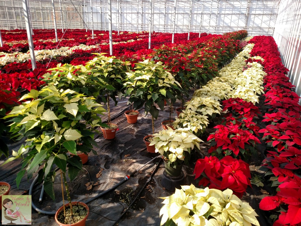 Woven by Words Poinsettias & Holiday Plants At Greenstreet Gardens