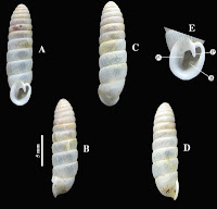 http://sciencythoughts.blogspot.co.uk/2015/11/a-new-species-of-diapherid-snail-from.html