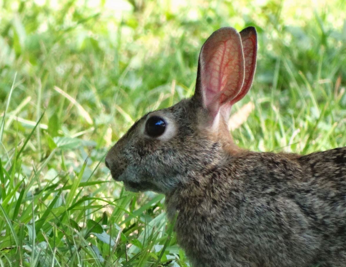 HTownWest Photo Blog Rabbit season on Terry Hershey Trail