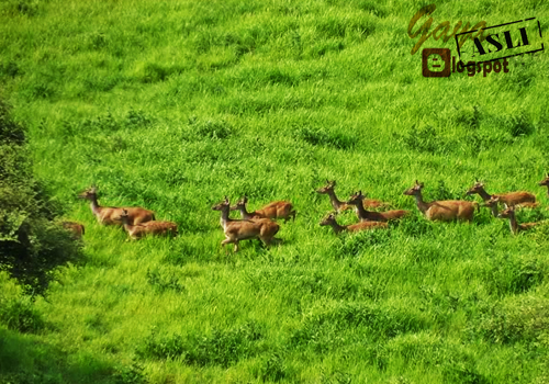 Mengunjungi Keindahan Wisata Safari Taman Nasional Baluran Taman Nasional Baluran