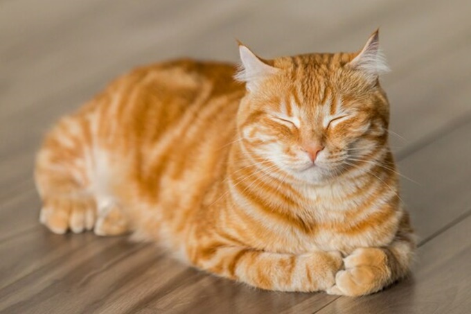 이미지에 대체텍스트 속성이 없습니다; 파일명은 Pet%2BWebMD.jpg 입니다.