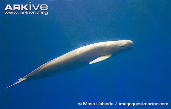 Indo-pacific finless Porpoise