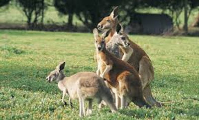 Kanguru atau kangaroo (Macropus rufus) - berbagaireviews.com
