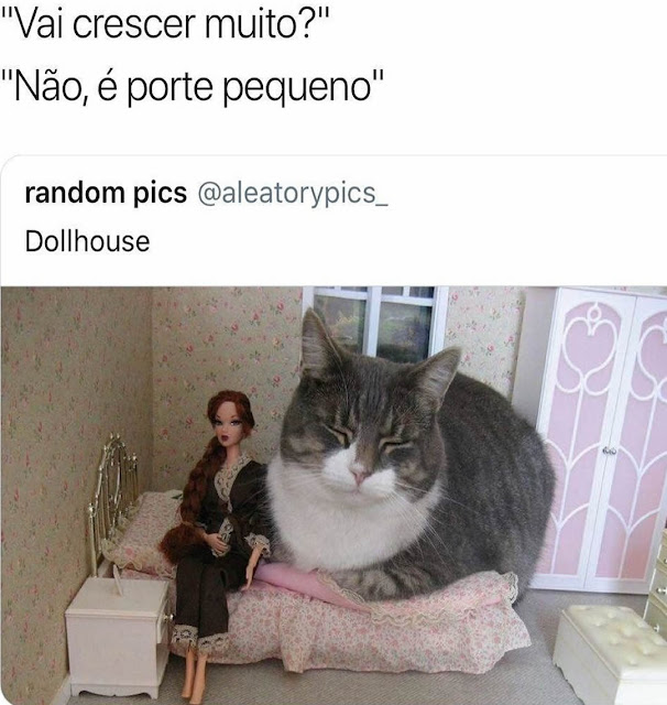 Memes engraçados Memes engraçados