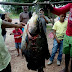 Tambaqui de 29 quilos é pescado na barragem do Rio Flores