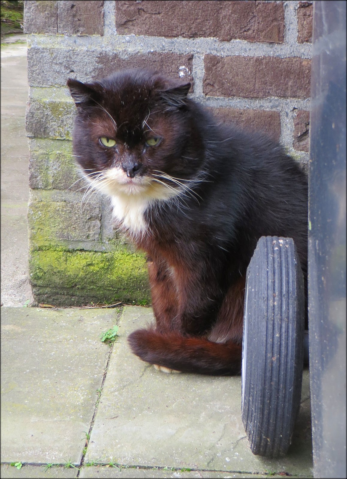 leven in poëzie De Zwerfkat leven in poëzie De Zwerfkat