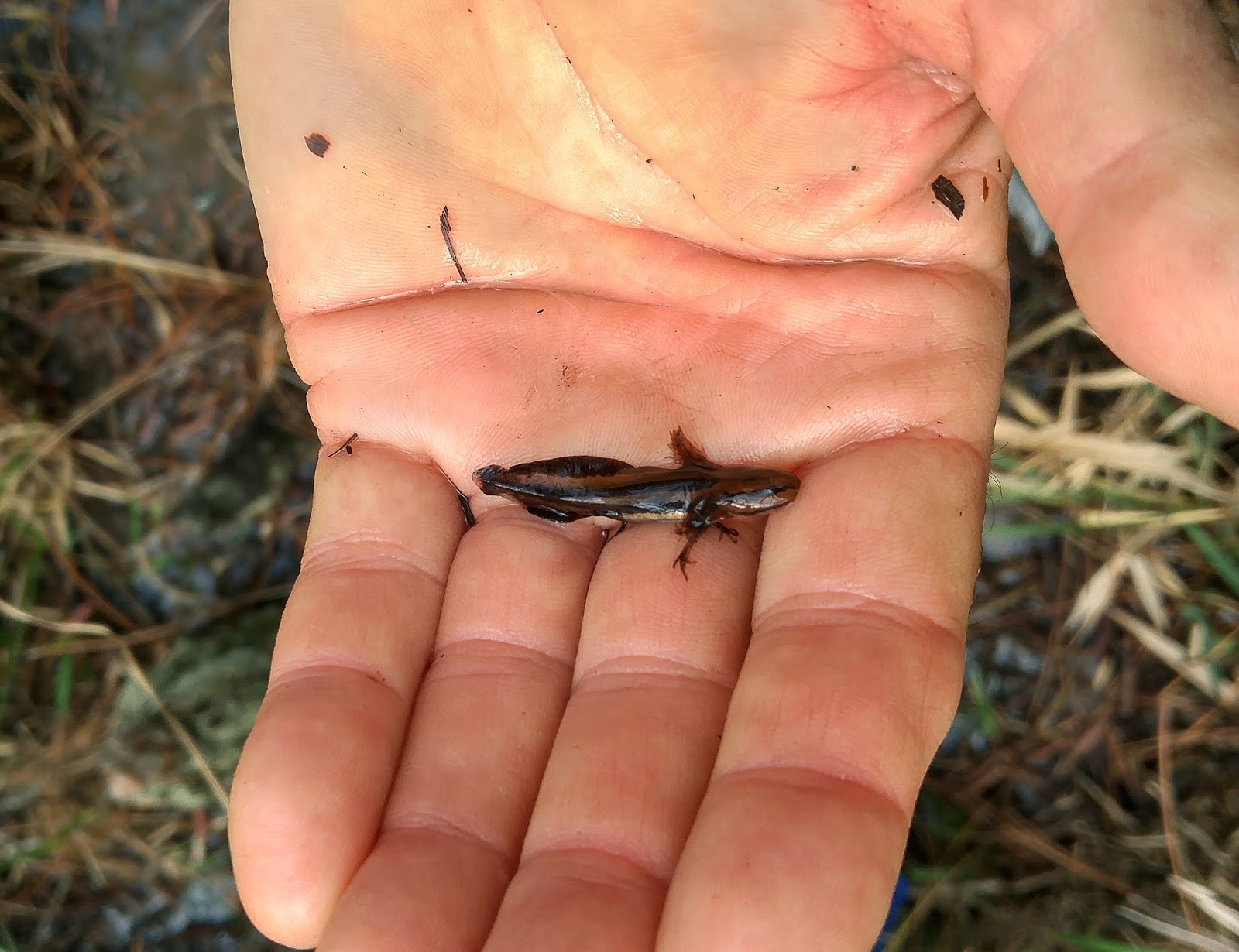 Status Update The Atlantic Clade Of The Frosted Flatwoods Salamander<script async src=