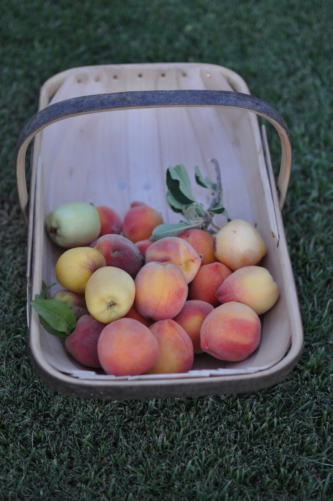 ARIZONA TRAVELER MIDPRIDE PEACHES