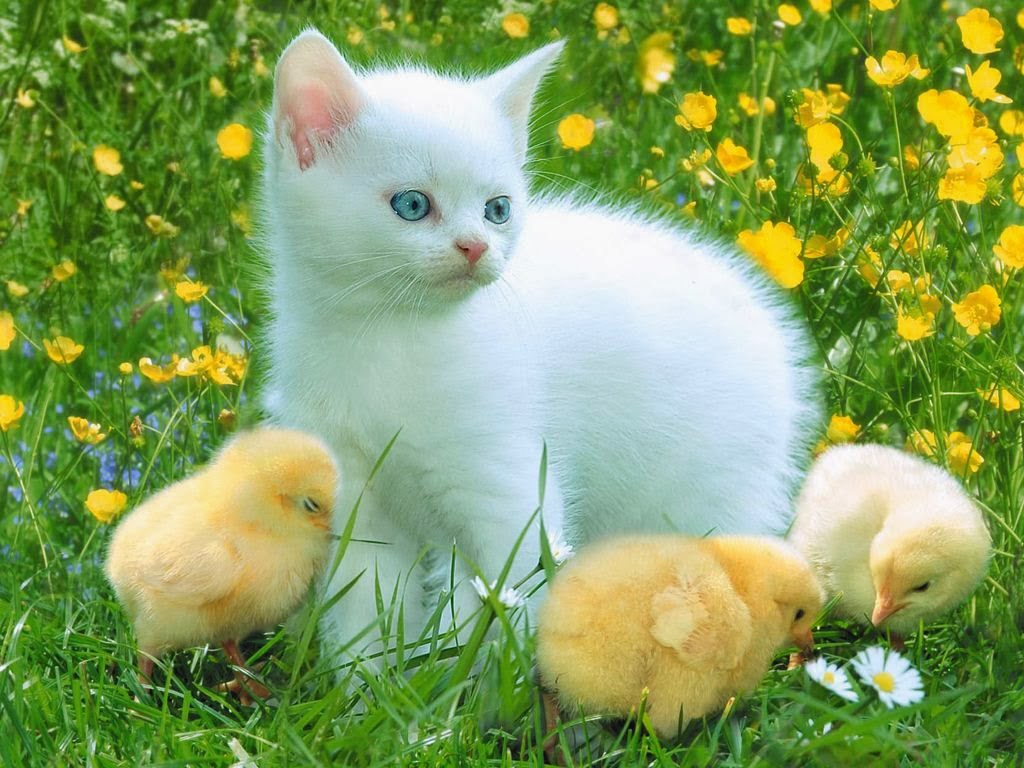 ANIMALS PICTURE: Gambar Kucing Putih Dengan Anak Ayam