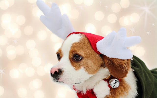 Wallpaper of a cute christmas dog