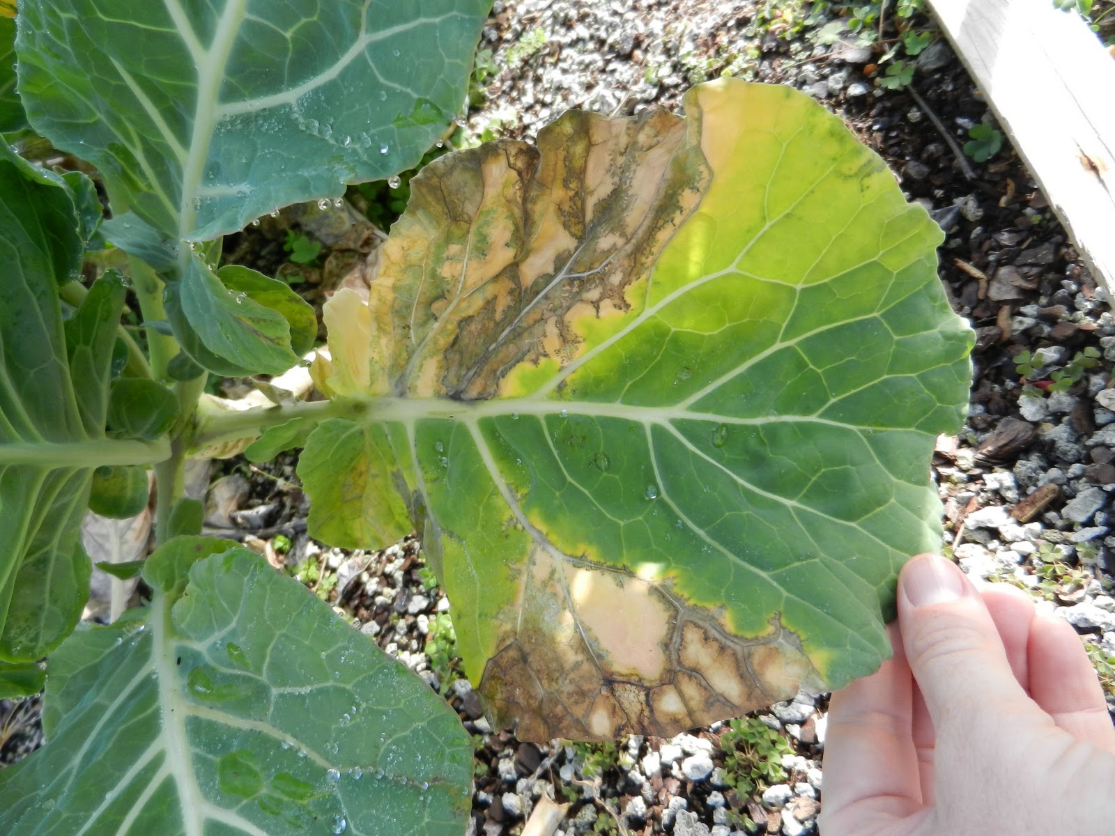 NCSU PDIC Sample of the week Black rot of crucifers