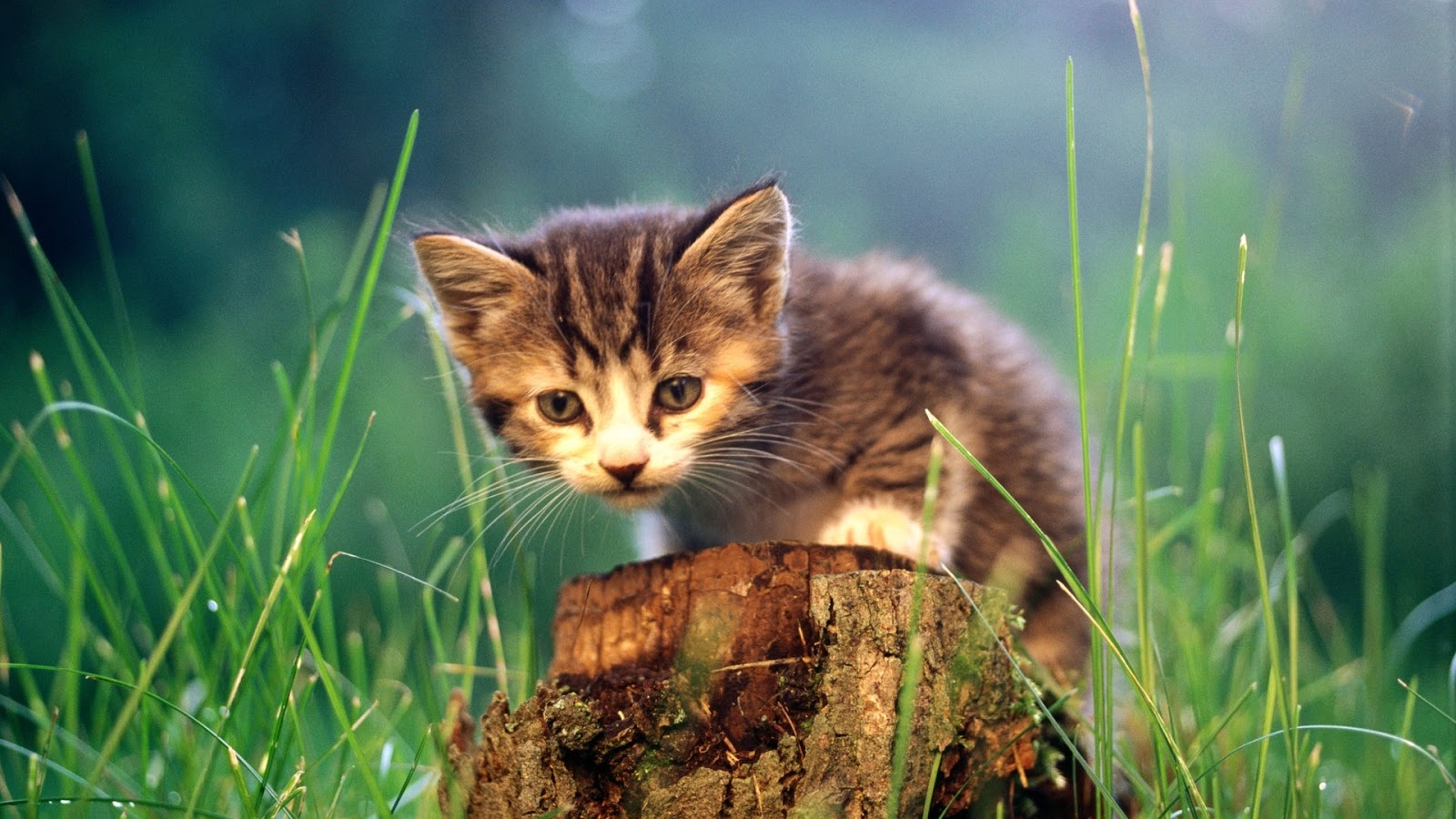 Nature wallpaper , Kedi duvar kağıtları, Kedi duvar kağıtladı hd, Cats