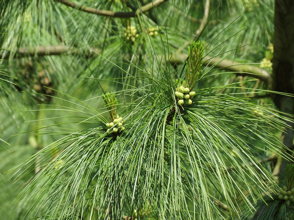 15 HIMALAYAN WHITE PINE TREE SEEDS Pinus wallichiana