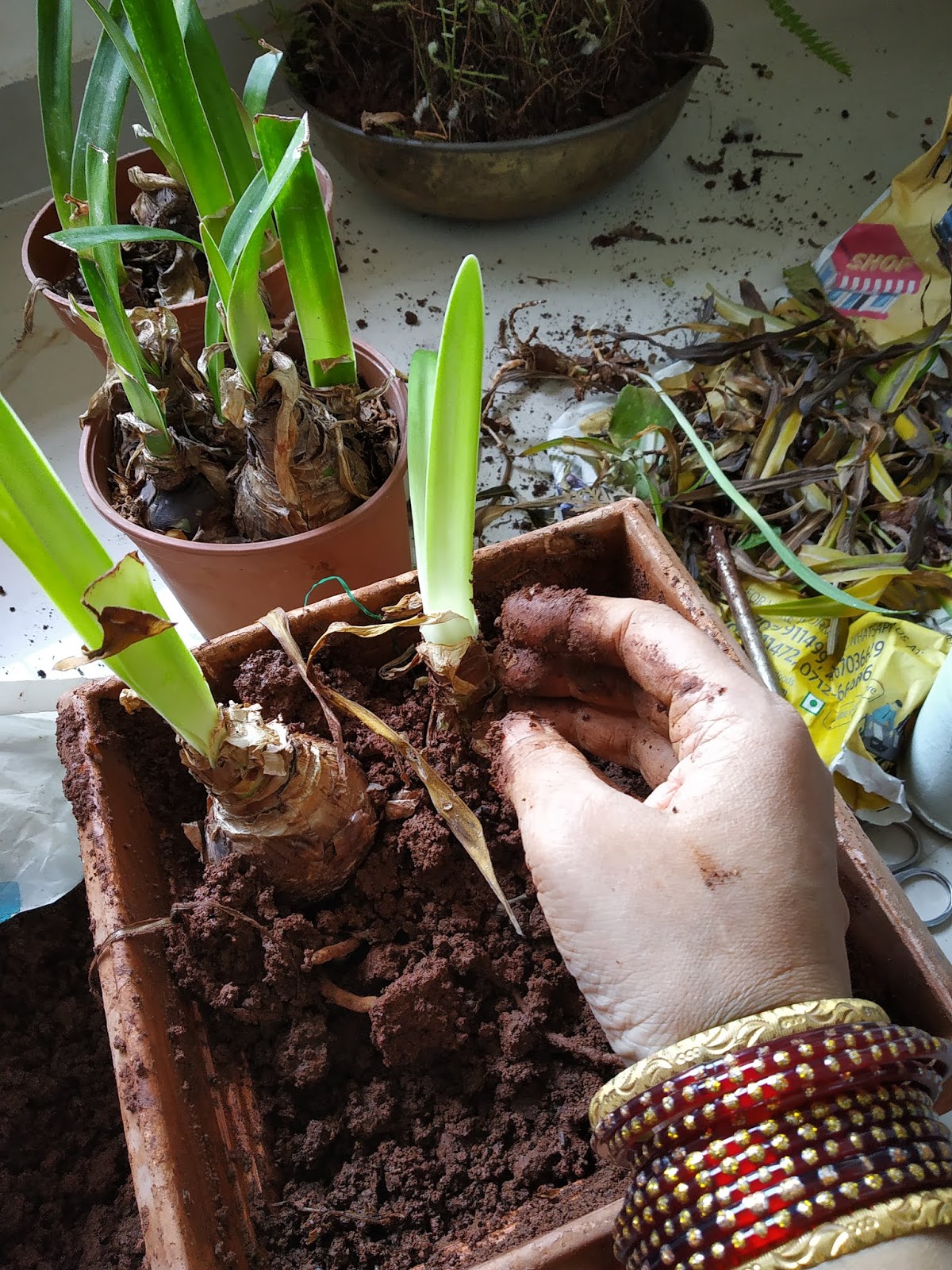 Garden Care Simplified How to save bulb from rotting Transplanting