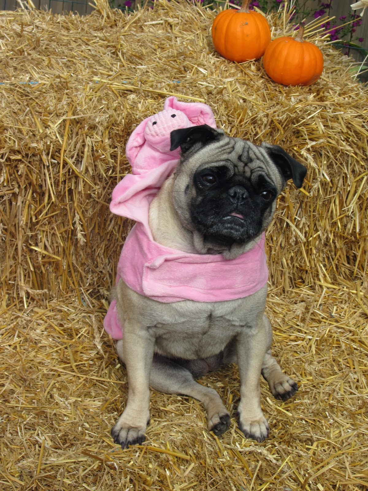 A Day In The Life Of Pugs Halloween Costumes Part One