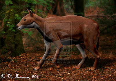 equidae Propalaeotherium